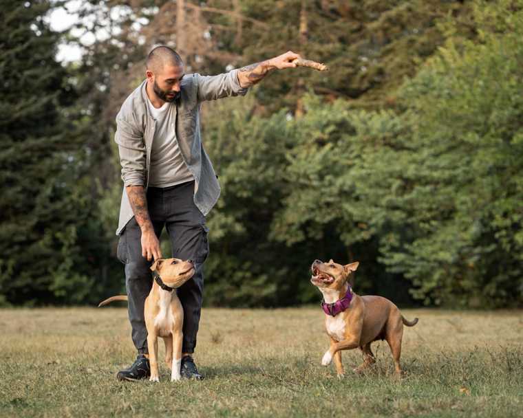 trucos para enseñar a tu perro