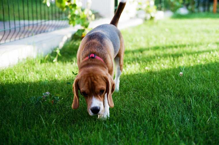 stop dog from eating poop