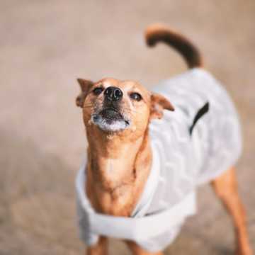 como calmar la ansiedad de mi perro