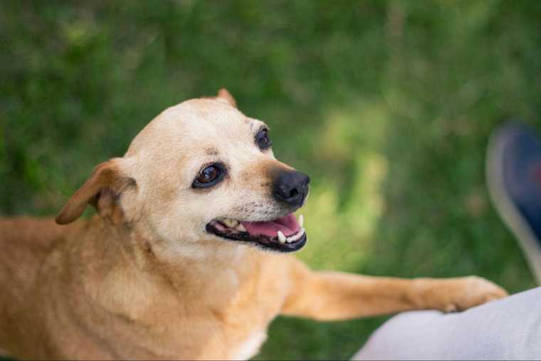 how to teach dog off