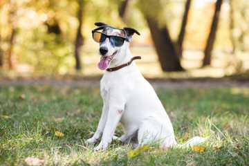 how to keep your dog cool in summer