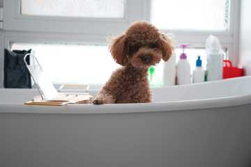 what to do when dogs shed hair