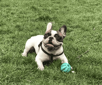 perro bulldog frances