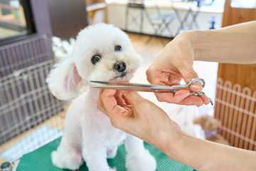 how to decrease shedding in dogs