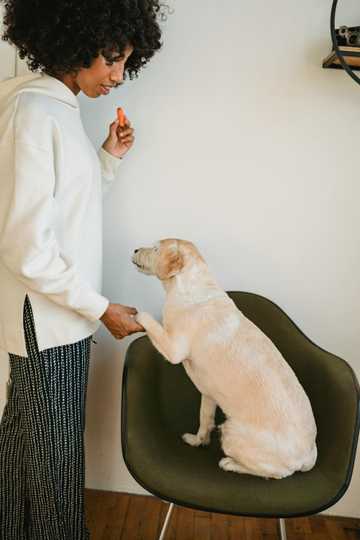 teaching your dog to shake