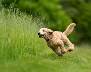 que hacer si se escapa mi perro