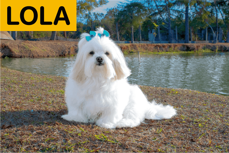 common girl dog names
