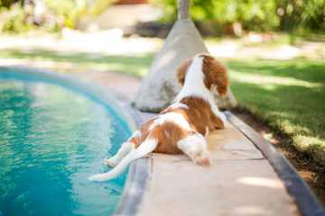 refrescar perro