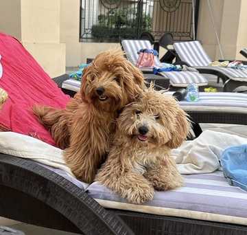 cachorro maltipoo