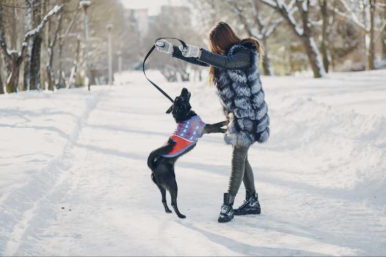 at what temperature does a short haired dog need a coat