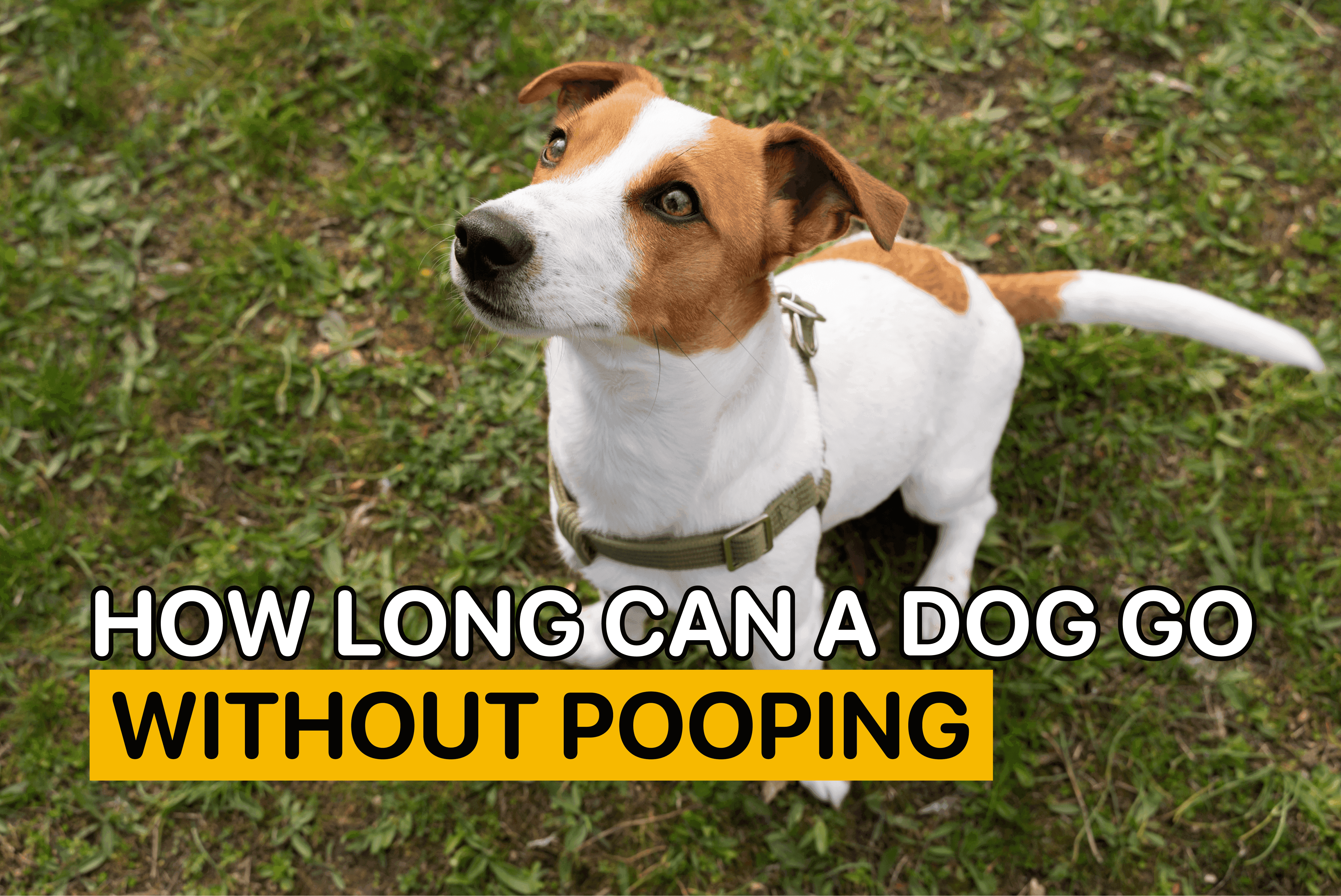 how long can a dog go without pooping