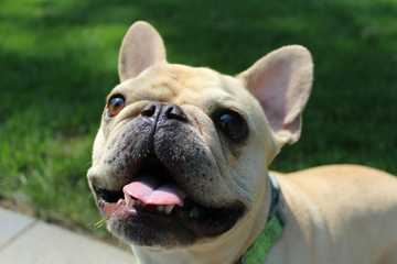 training french bulldogs