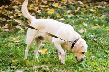 why do dog eat poop