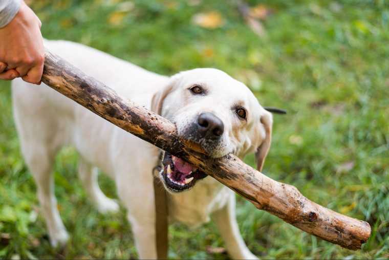 how to teach dog drop it