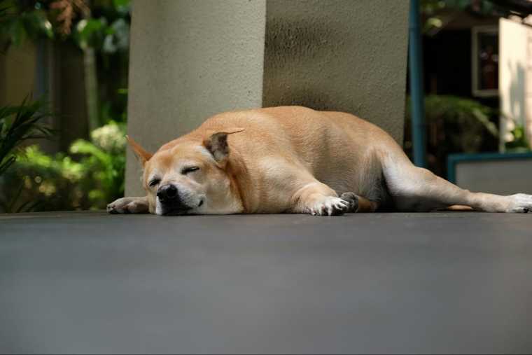 dog laying positions