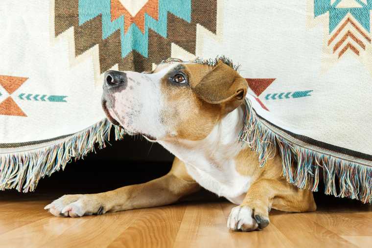 common dog fear