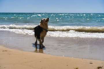 how long to walk dog in hot weather