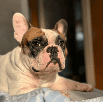 educar bulldog frances