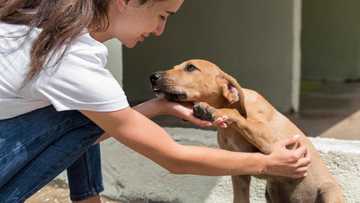 how long does it take a rescue dog to adjust