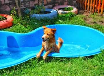 como afecta el calor a los perros