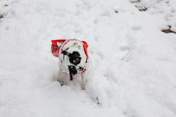 protect dogs paws from snow