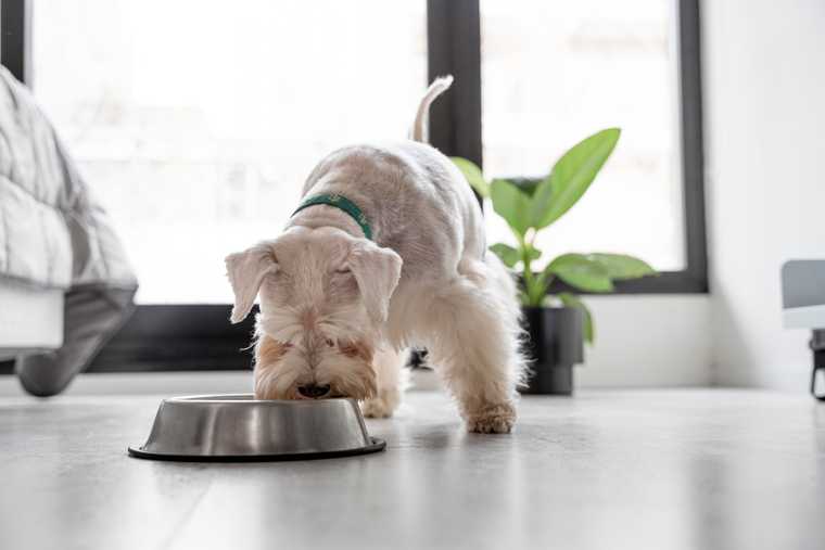 como enseñar a un cachorro a ir al baño