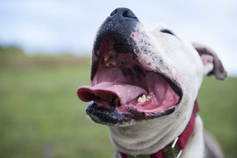 que hacer si a mi perro le huele mal la boca