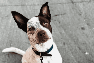perro blue heeler