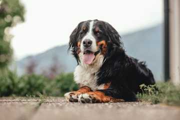 kid friendly dogs