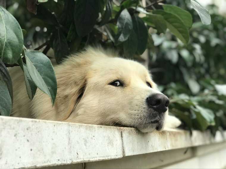 why is my dog whining so much