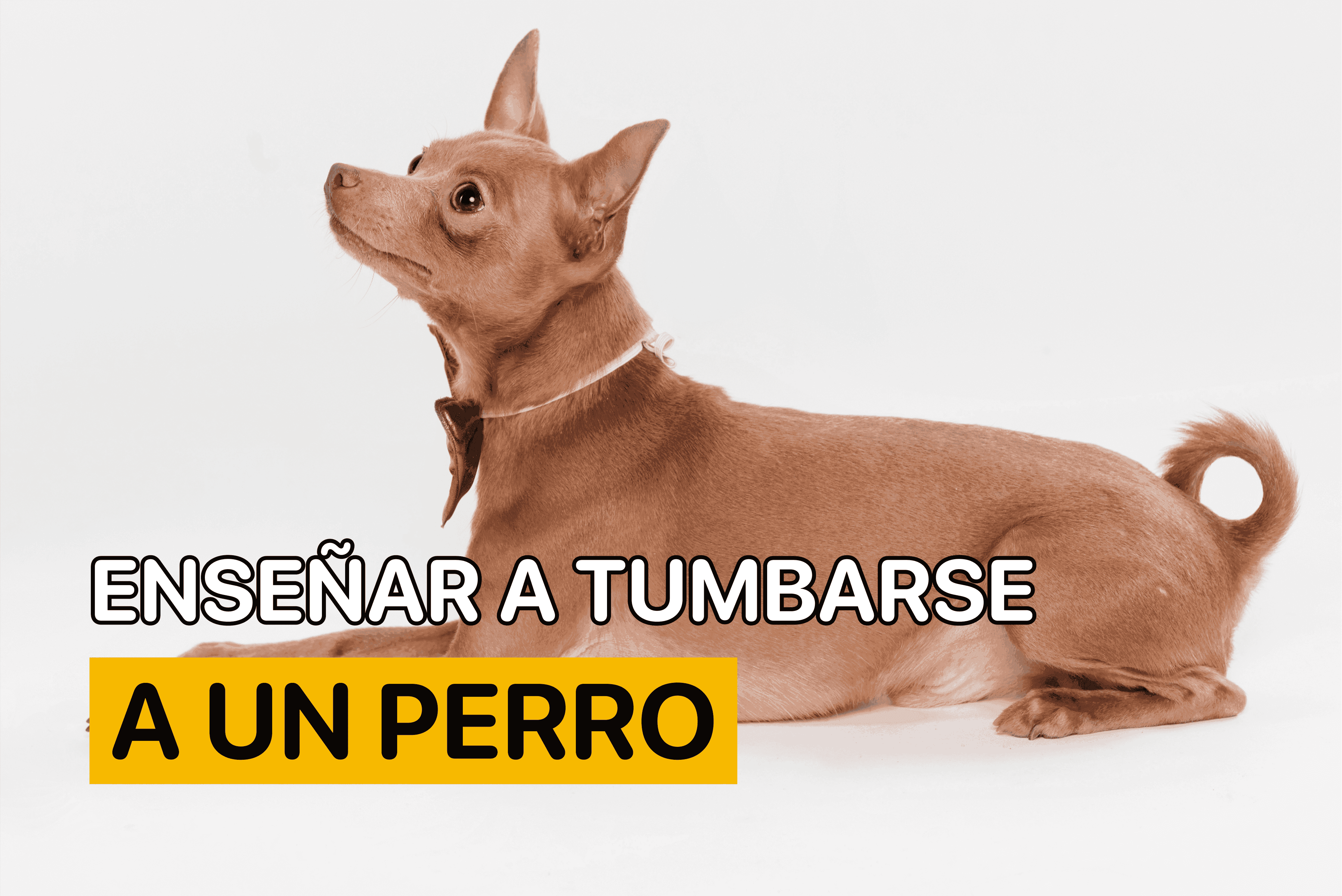 Enseñar a Tumbarse a un Perro