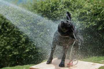 overheated dog treatment