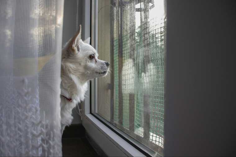 como hacer para que mi perro deje de ladrar