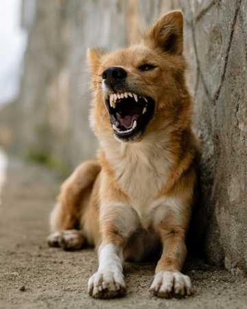 corregir reactividad en perros