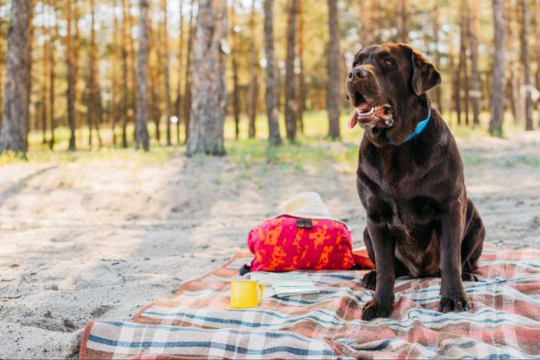 keeping dogs cool in summer