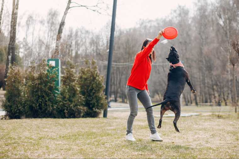 mentally stimulating dog activities