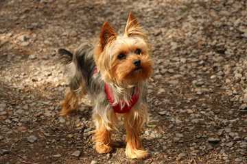 small dog breeds that dont shed