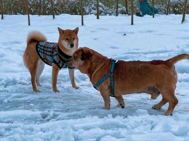 que temperatura soportan los perros