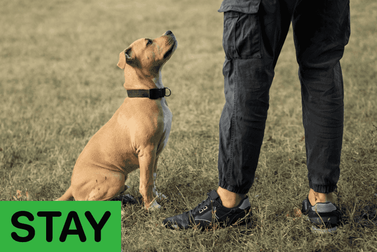 most common dog commands