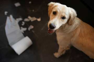 how to train a puppy to poop outside