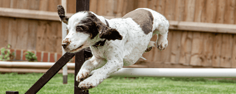 how long can small dogs hold their pee