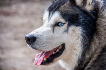 razas perros peludos