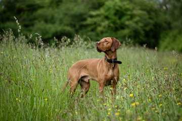 top family dogs