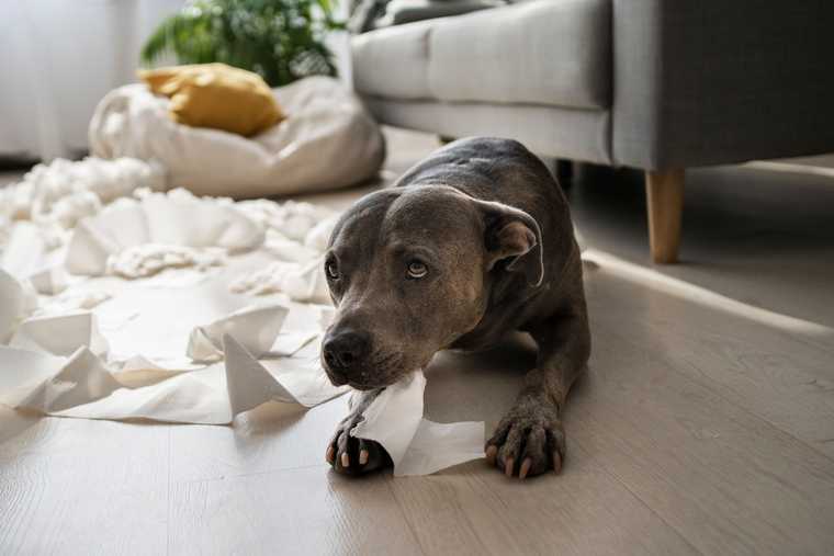 dog anxiety peeing