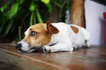 do dogs pee when scared