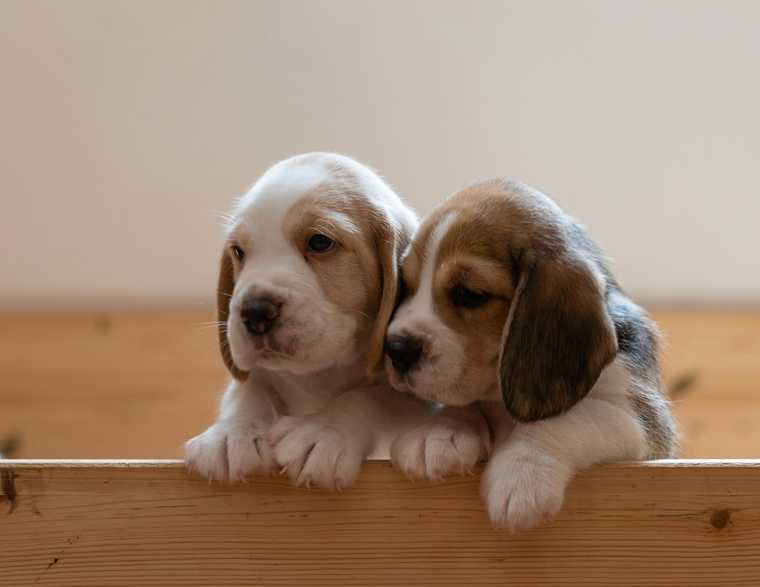 training schedule for puppy