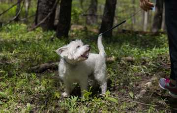 how long can dog hold poop