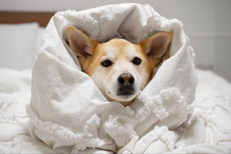 dog snores a lot
