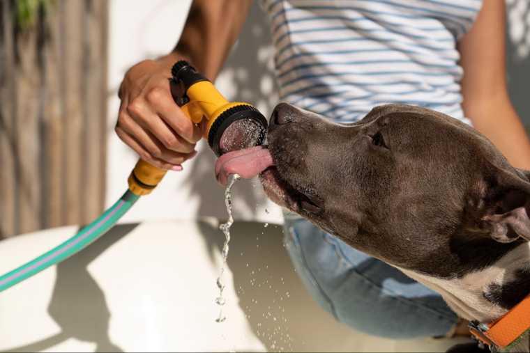 cuanto se le debe dar de comer a un perro