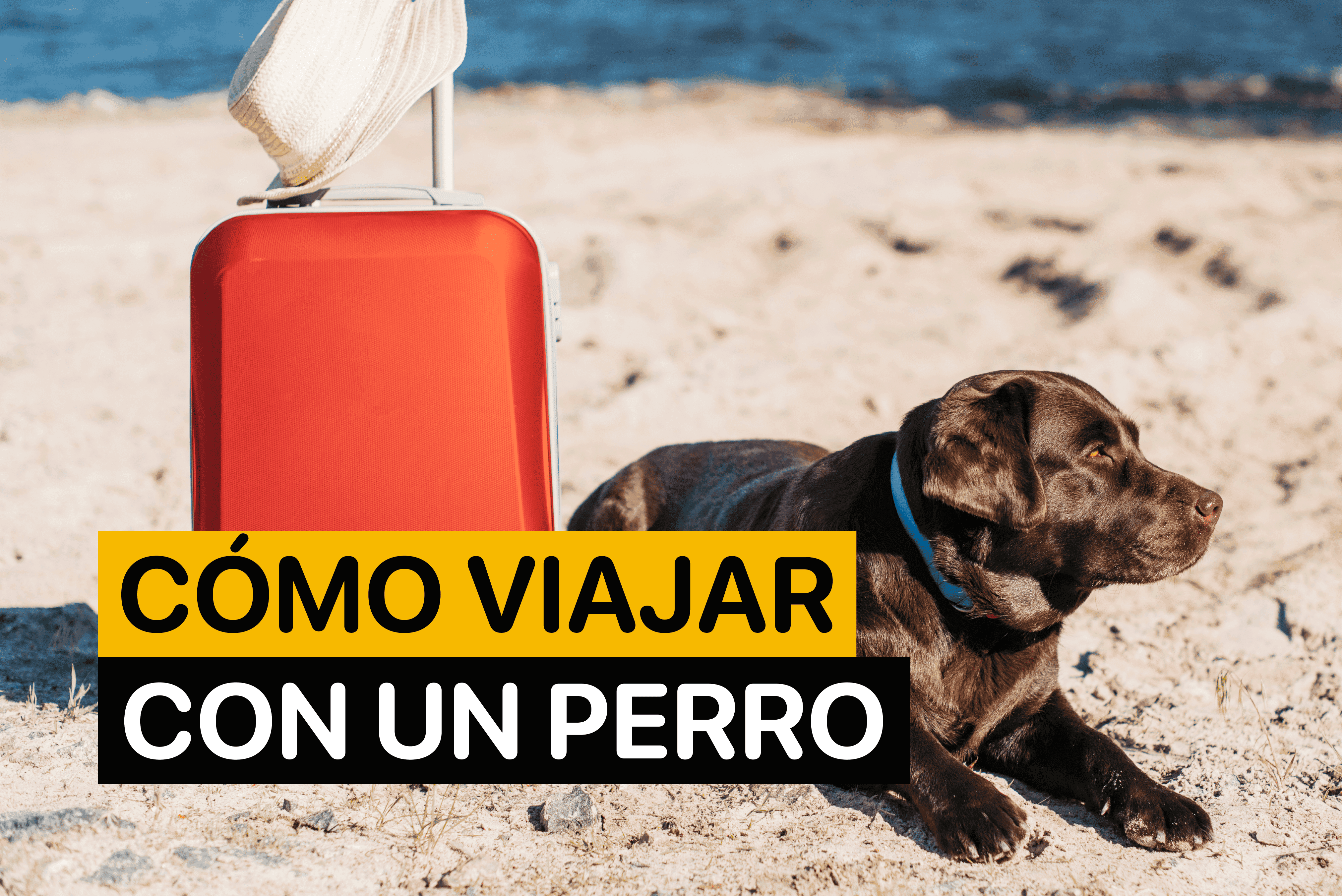Cómo Viajar Con un Perro
